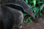 información sobre Oso Bandera u Oso Hormiguero
