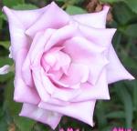 información sobre Rosa Lila
