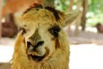 información sobre Alpaca
