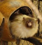 información sobre Monito León