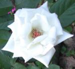 información sobre Rosa Blanca