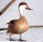 información sobre Patito garganta blanca