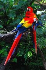 información sobre Paraba 7 Colores
