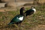 información sobre Pato Negro, Pato Real, Pato Criollo
