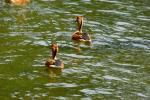 información sobre Patito Bicolor, Patito Bichichí