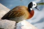 información sobre Patito Viudita, Bichichi Cara Blanca