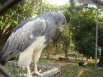 información sobre Águila Mora, Mamani, Anca