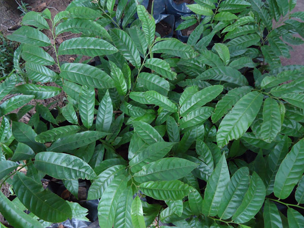 Chirimoya