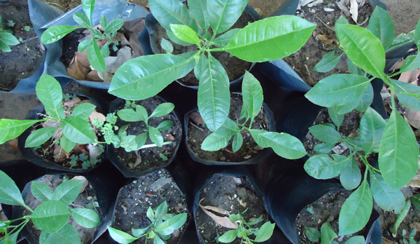 Plantines de naranja y mandarina